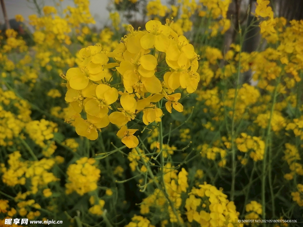  油菜花