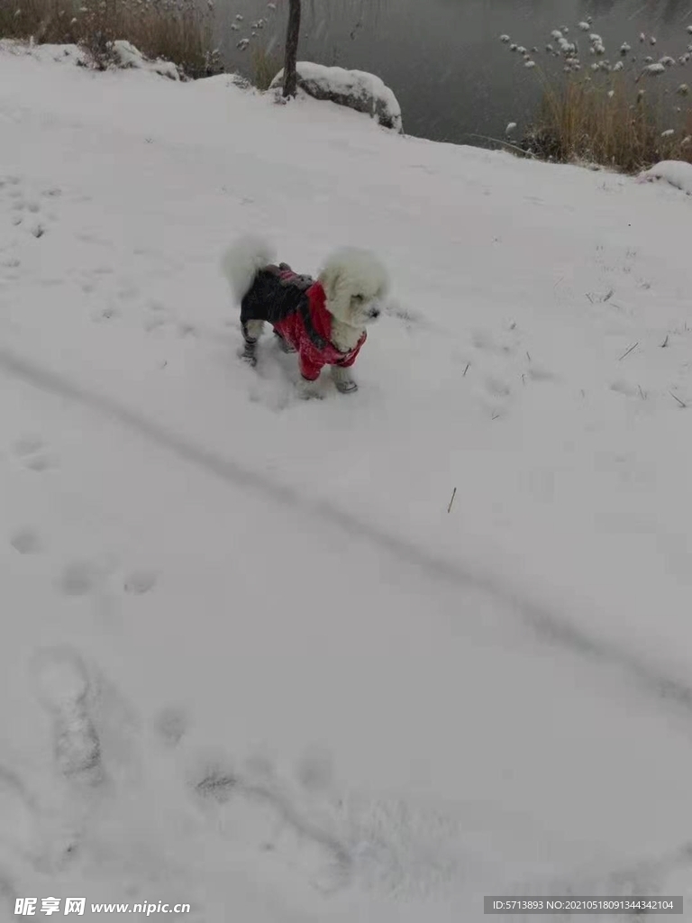 雪地小狗