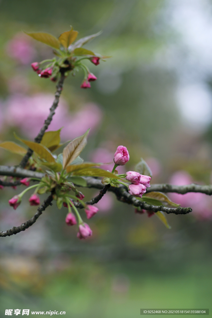 樱花枝