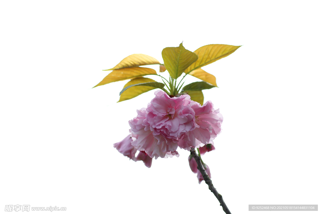  粉樱花