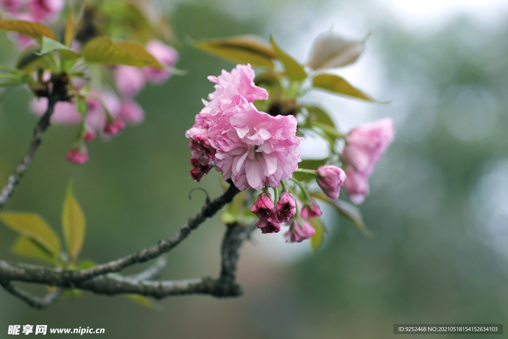 红樱花