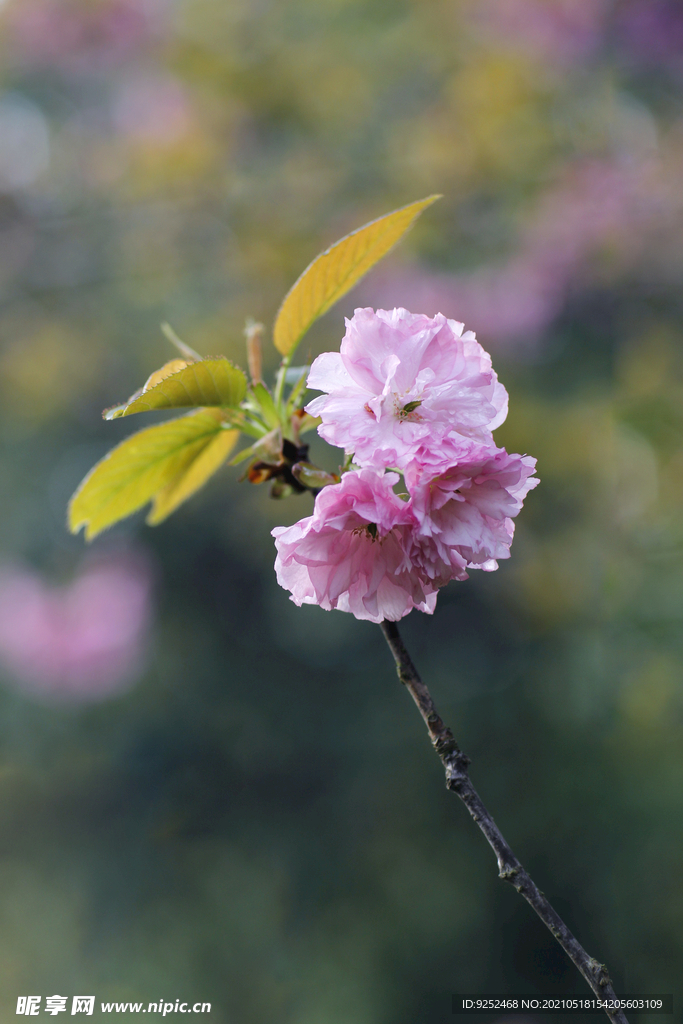  粉樱花