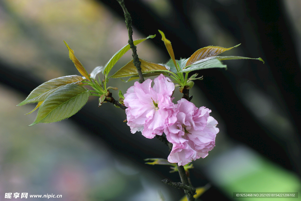 粉樱花