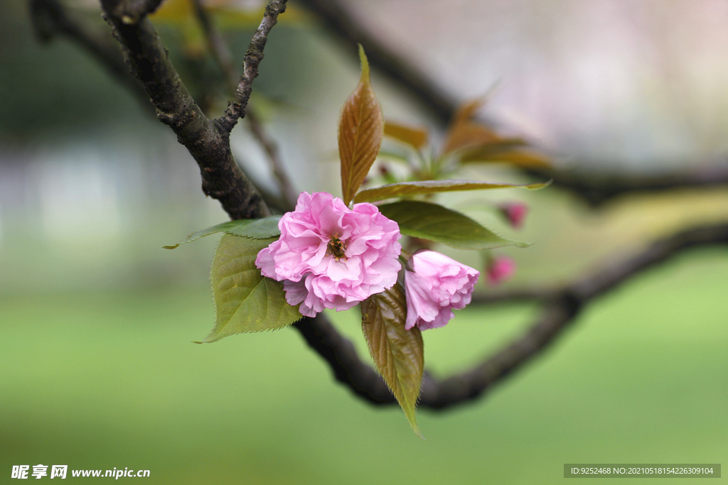 红樱花