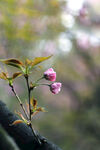  樱花枝