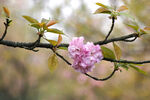 樱花枝 