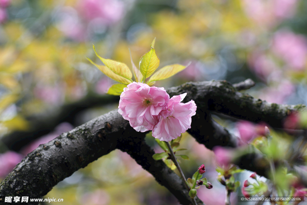 樱花枝