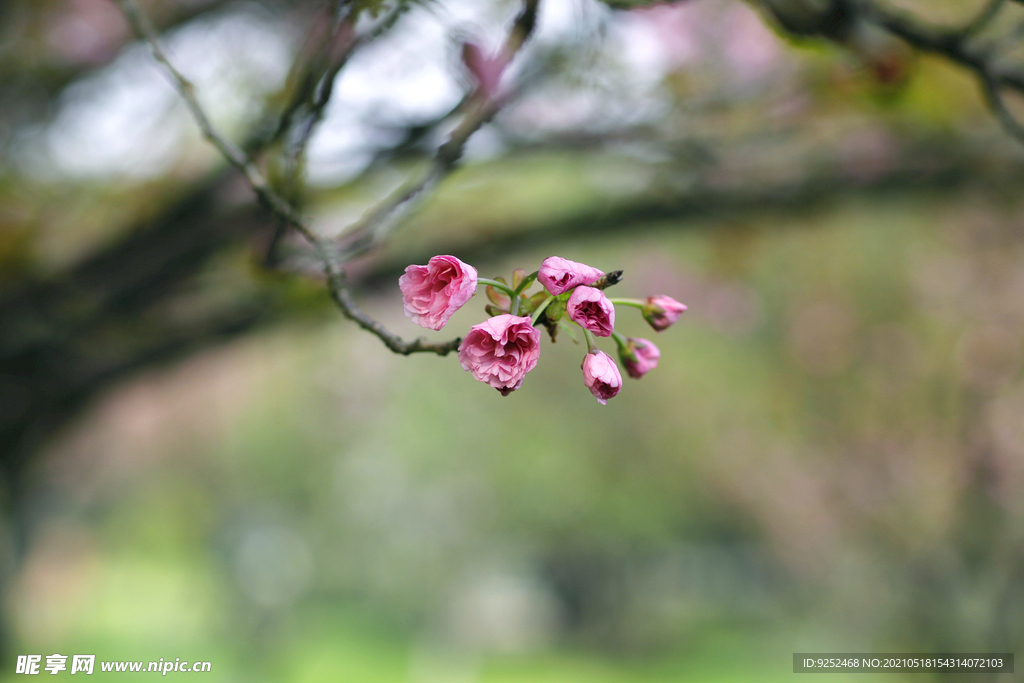 樱花枝