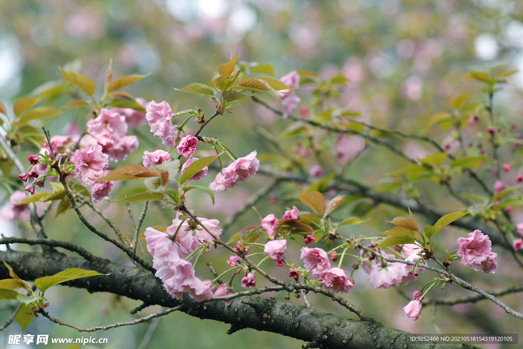 樱花枝