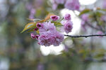 花树枝