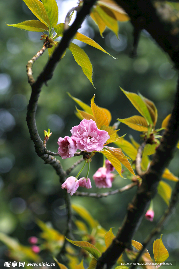 红樱花