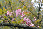 樱花树