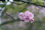 樱花枝
