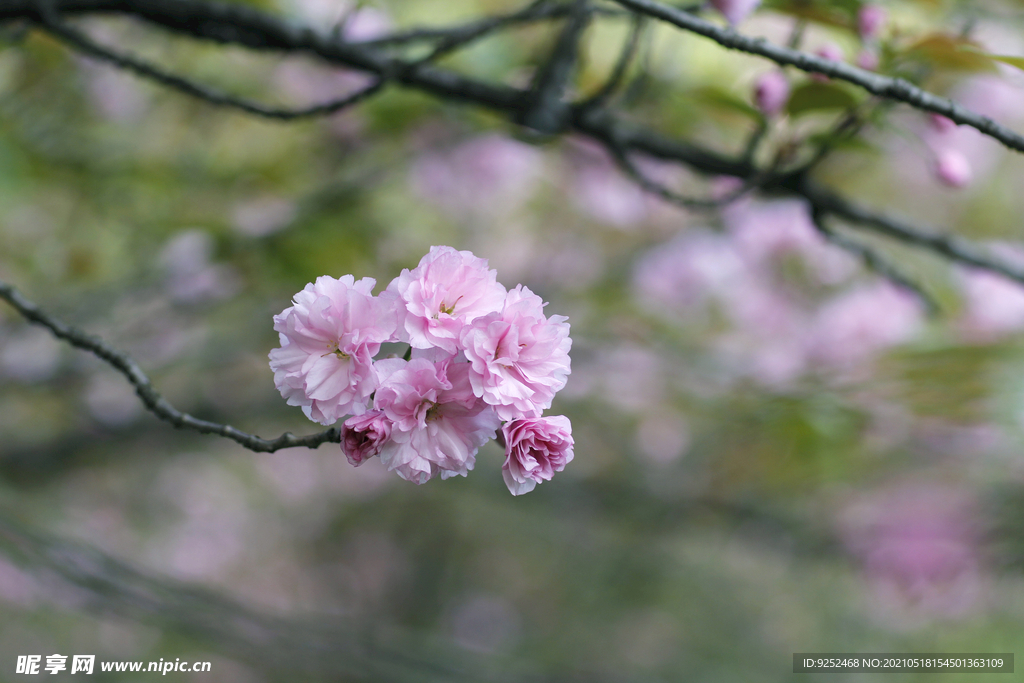 花枝