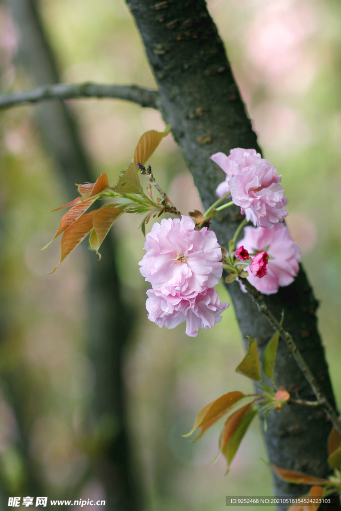 樱花枝