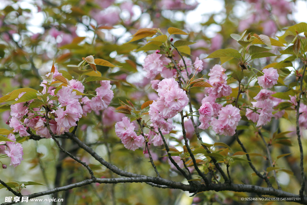 花丛