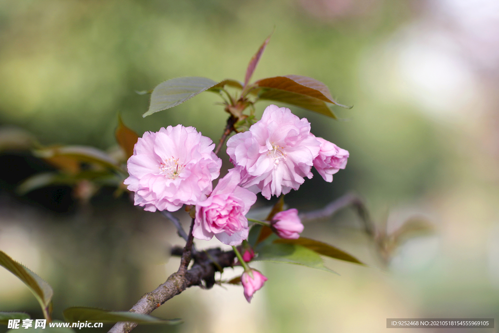 樱花树