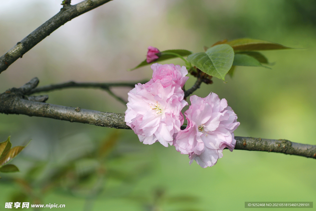 樱花枝