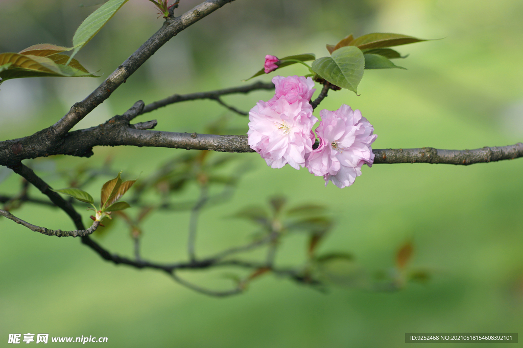 粉樱花