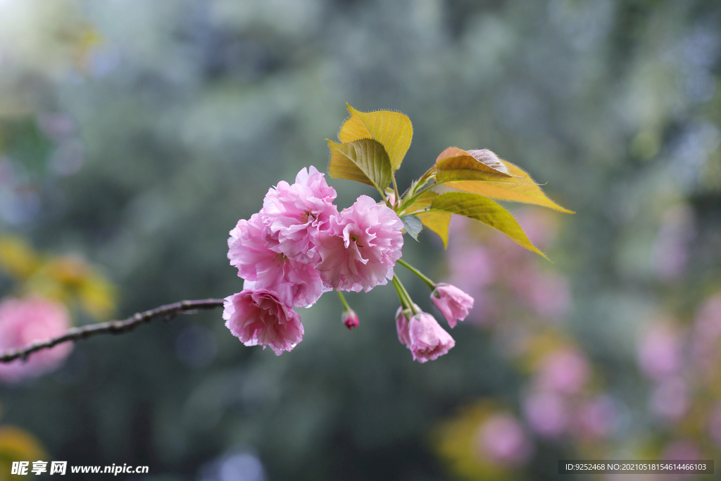 红樱花