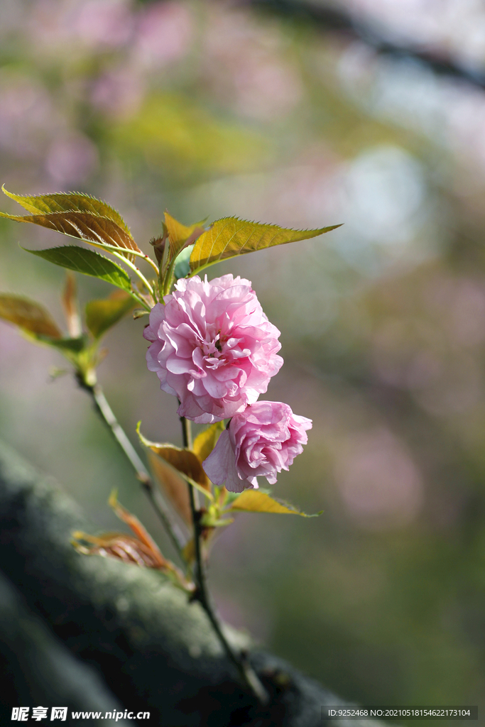 粉樱花