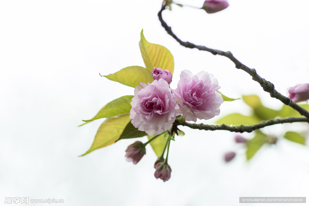 樱花枝 