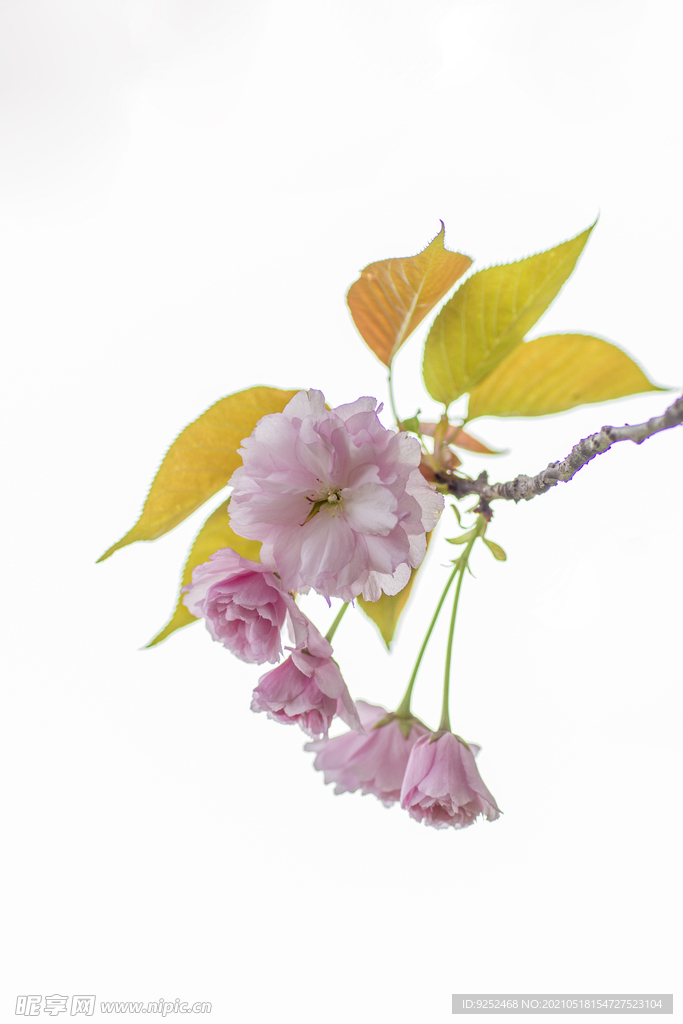 粉樱