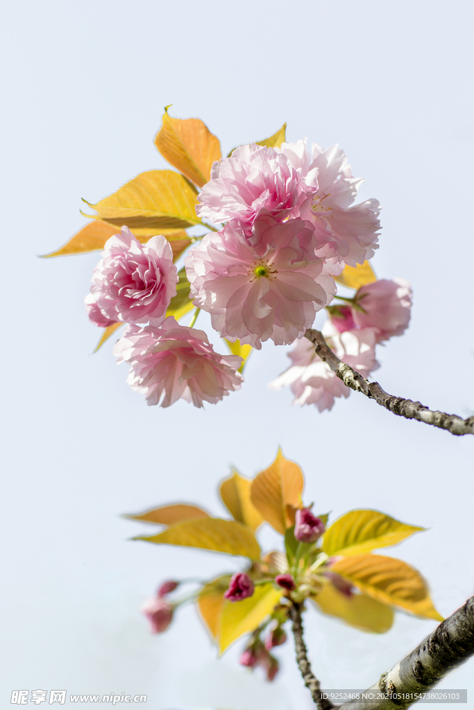 粉樱花