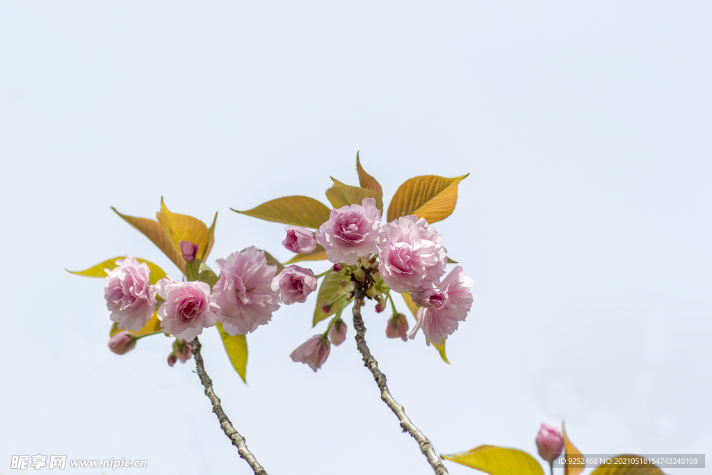 红樱花 