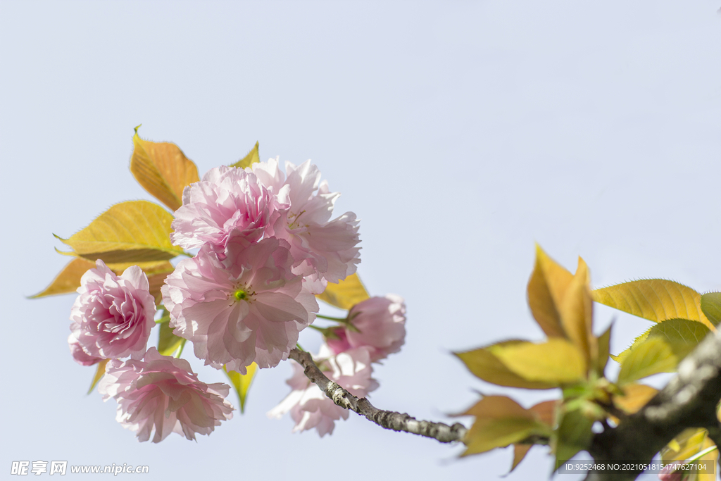 红樱花 