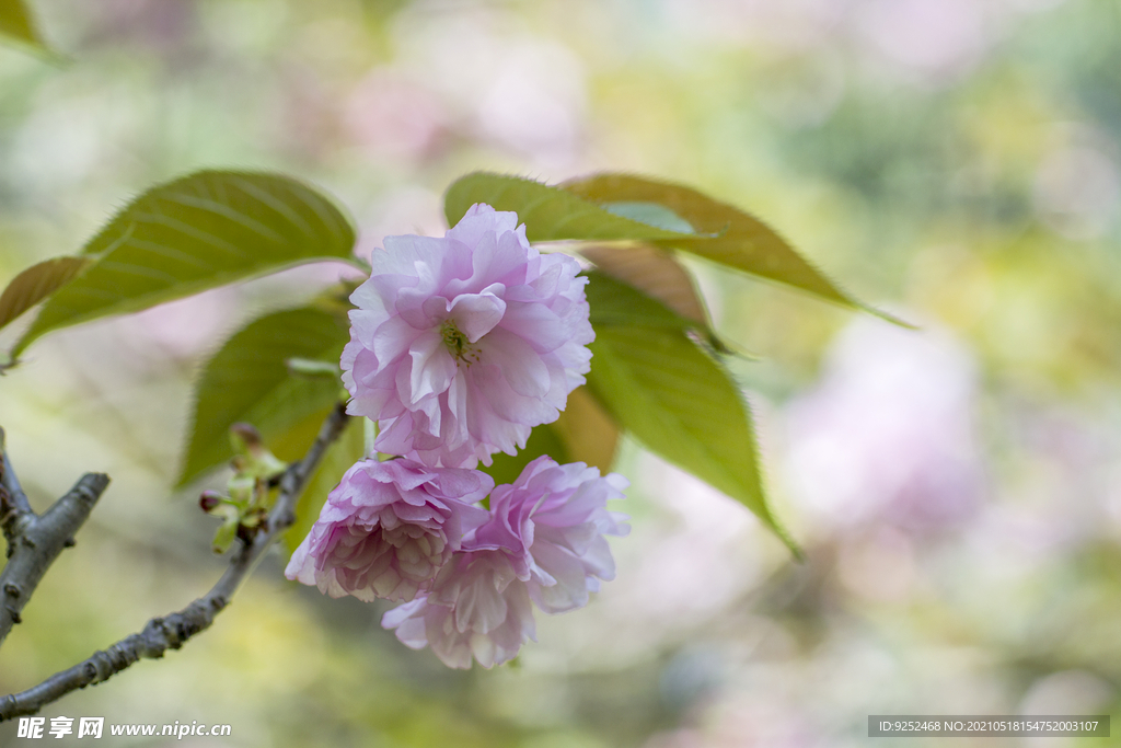  粉樱花