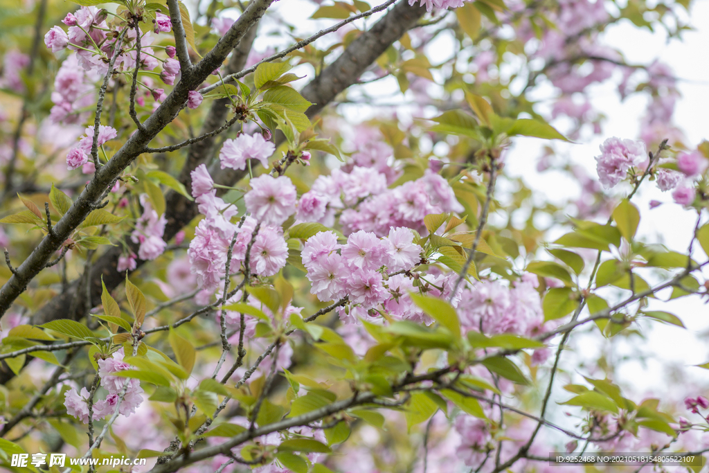 樱花枝 