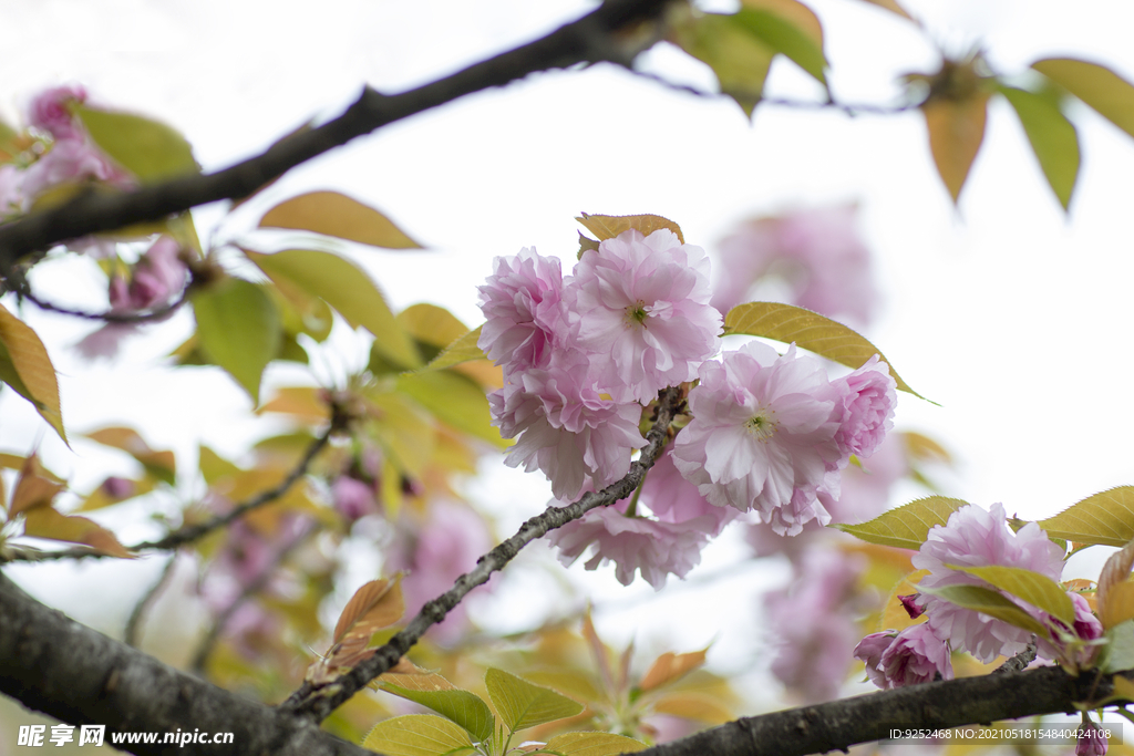 红樱花 