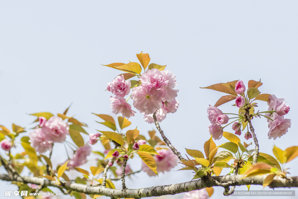 粉樱花