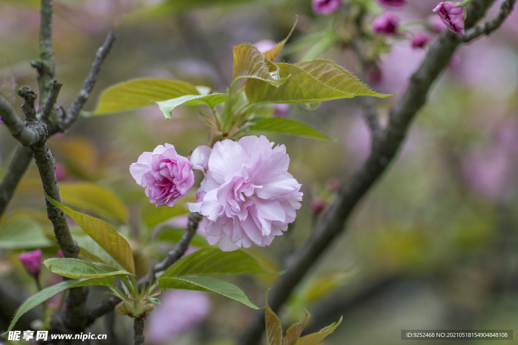 红樱花 