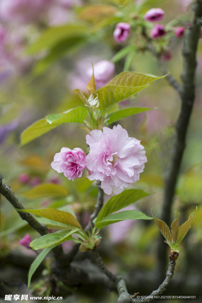 樱花枝