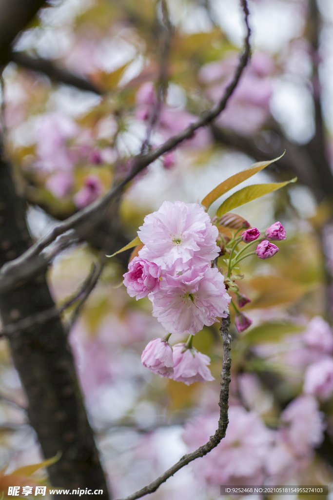 红樱花