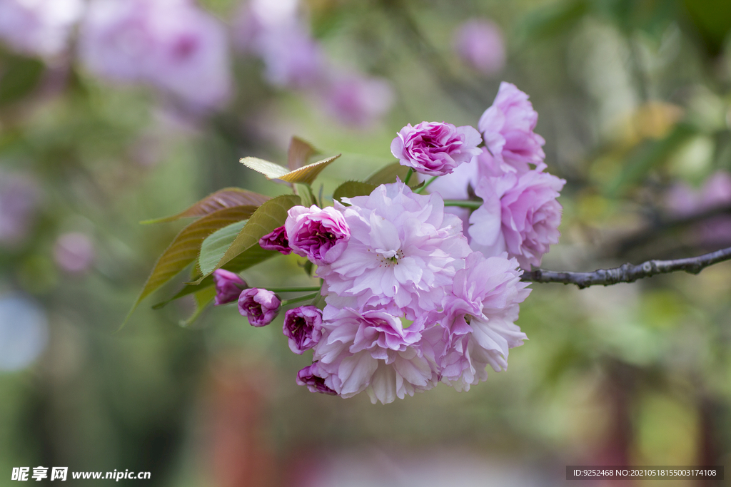 樱花树