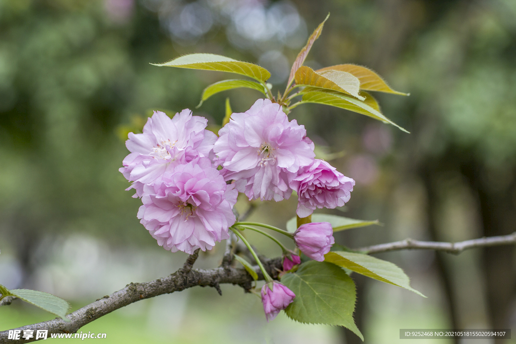 粉樱花