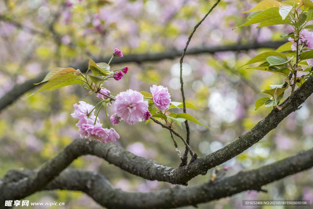 樱花枝