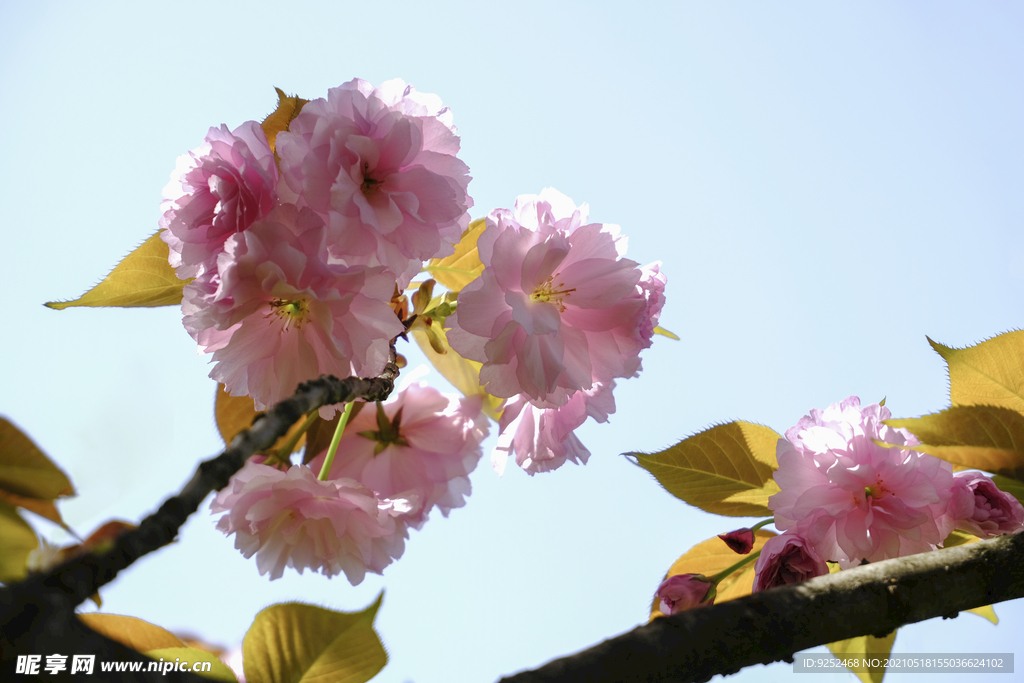 红樱花