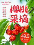 樱桃采摘