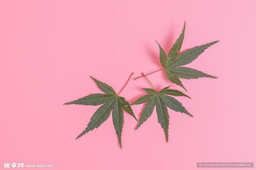 枫叶