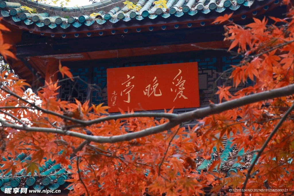 枫叶