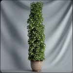 C4D模型盆栽绿色植物插花