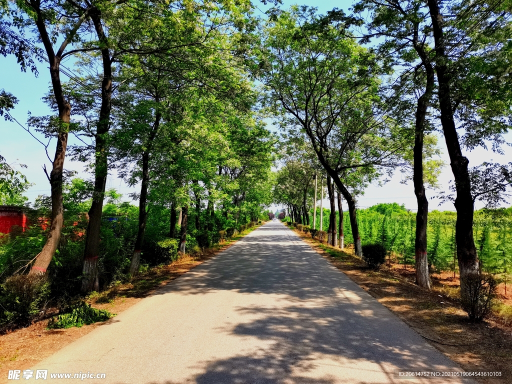 阴凉的乡村道路风景