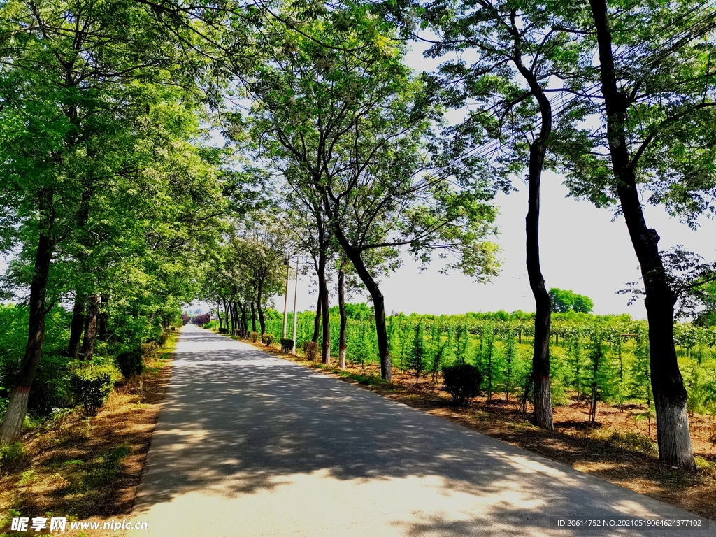 阴凉的乡村道路风景