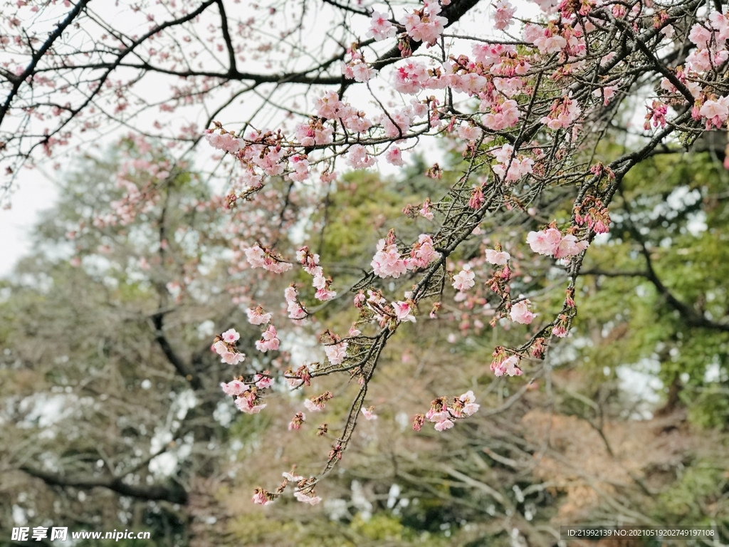 樱花