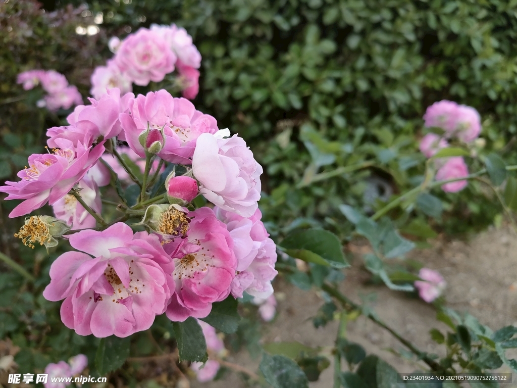 粉色蔷薇月季