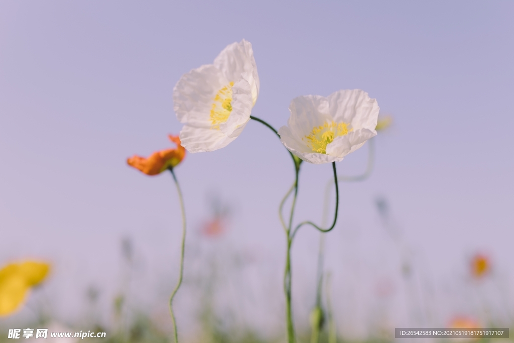 花朵图片